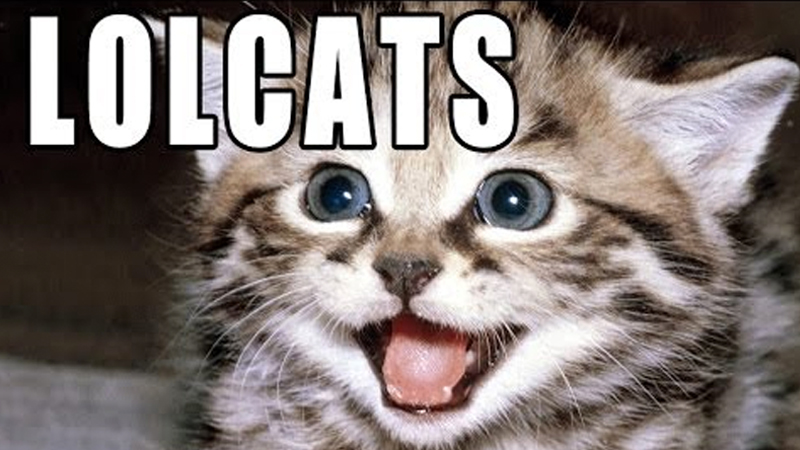 Photo de chat en gros plan surmontée d'un texte en majuscules blanches typique du format lolcat