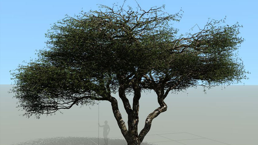 SpeedTree : génération d’arbres 3D optimisés pour la production